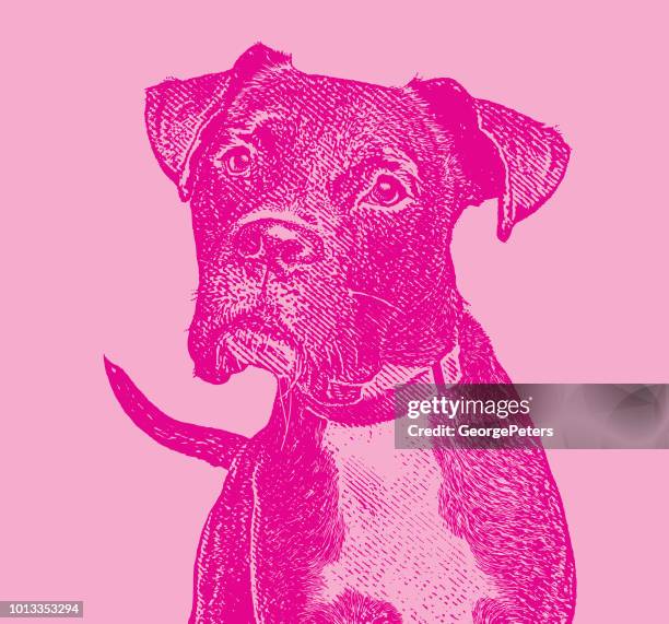 boxer dog with head cocked - head tilt stock illustrations