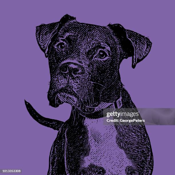 boxer dog with head cocked - head tilt stock illustrations