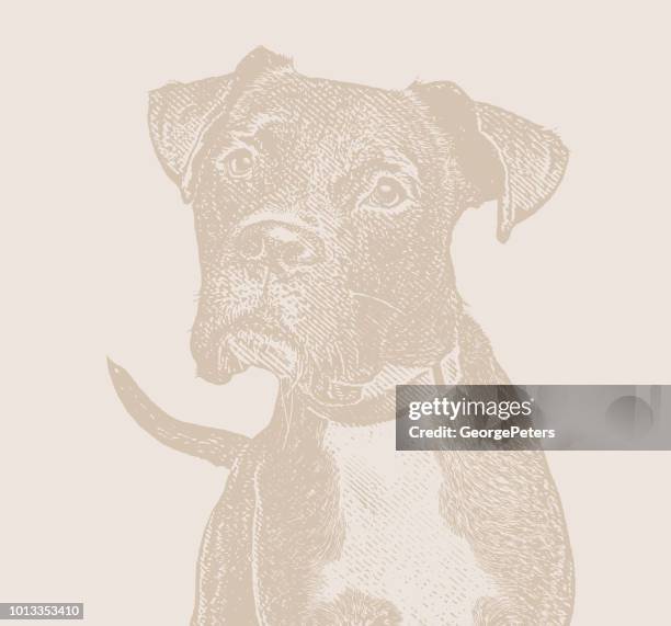 boxer dog with head cocked - head tilt stock illustrations