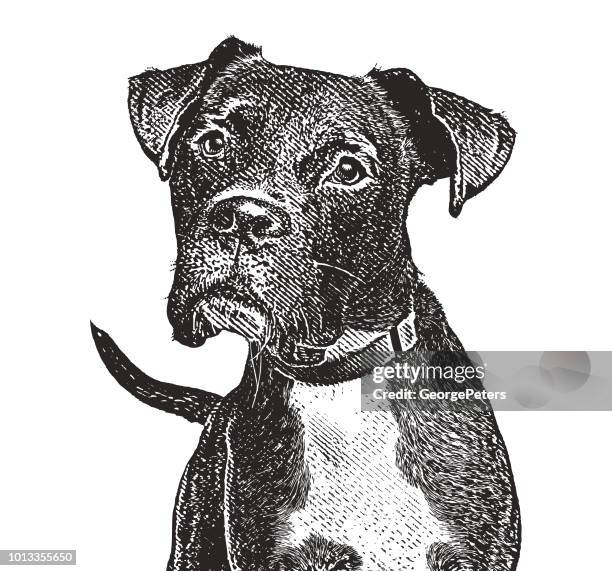 illustrations, cliparts, dessins animés et icônes de chien boxer avec tête armé - papier gratté
