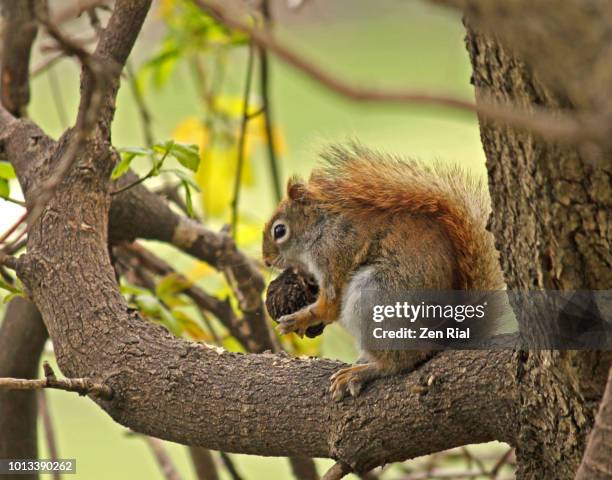 side view of a red squirrel on a tree branch busy eating a nut - american red squirrel stock pictures, royalty-free photos & images