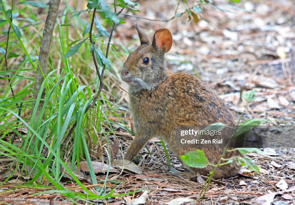 Florida Marsh Rabbit Eating Grass High-Res Stock Photo - Getty Images