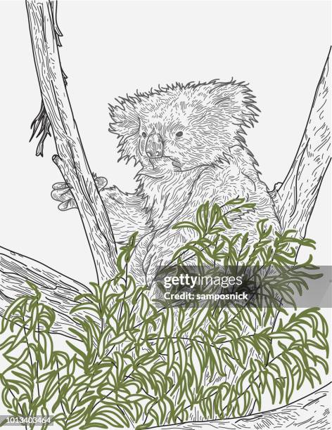 koala sitting in tree - koala tree stock illustrations