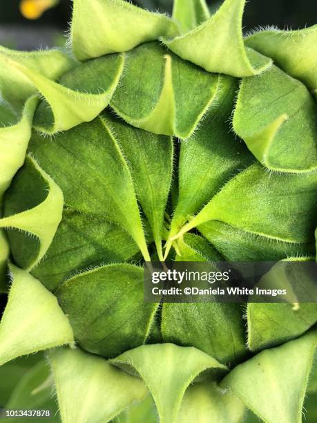 sunflower bud - flower close up stock pictures, royalty-free photos & images