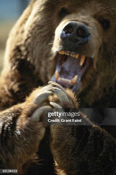 grizzly bear, abstract, usa - snarling stockfoto's en -beelden