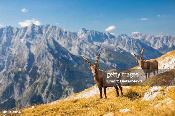 twee alpine ibex kijken in de camera voor mount watzmann - nationalpark berchtesgaden - alpine goat stockfoto's en -beelden
