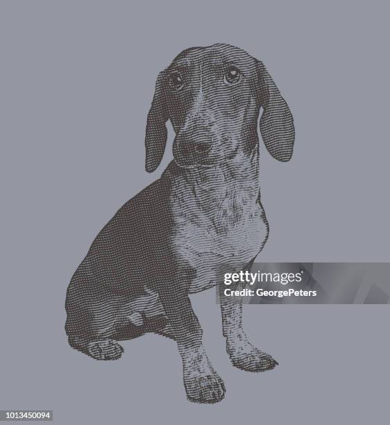 ilustraciones, imágenes clip art, dibujos animados e iconos de stock de perro basset hound en refugio para animales esperando ser adoptados - basset hound