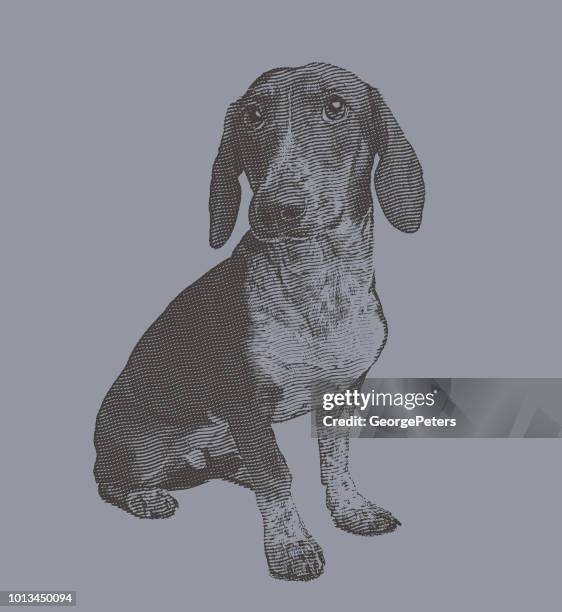 basset hound dog in animal shelter hoping to be adopted - basset hound stock illustrations