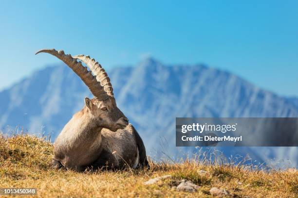 stambecchi alpini di fronte al monte watzmann - nationalpark berchtesgaden - steinbock foto e immagini stock