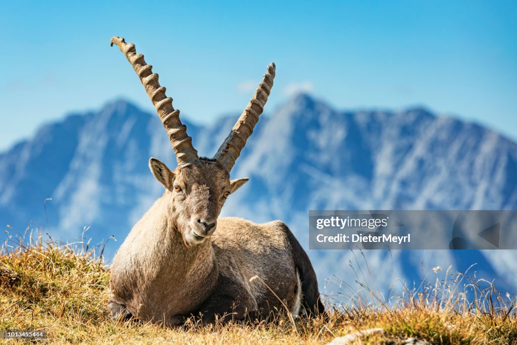 Alpine Ibex in front of Mount Watzmann - Nationalpark Berchtesgaden