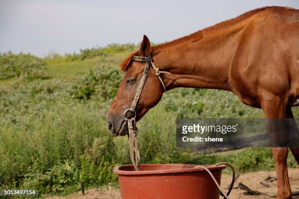 freedrom-deprived brown horse - jeju horse stock pictures, royalty-free photos & images