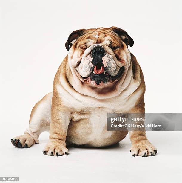 bulldog - bulldog stock pictures, royalty-free photos & images