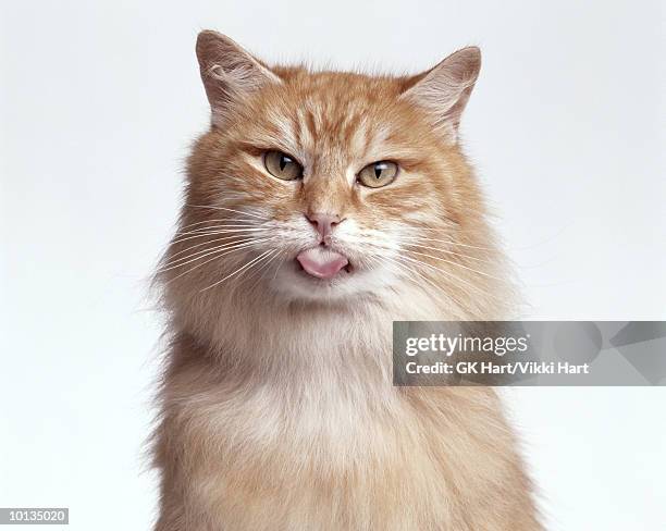 orange cat licking - mépris photos et images de collection