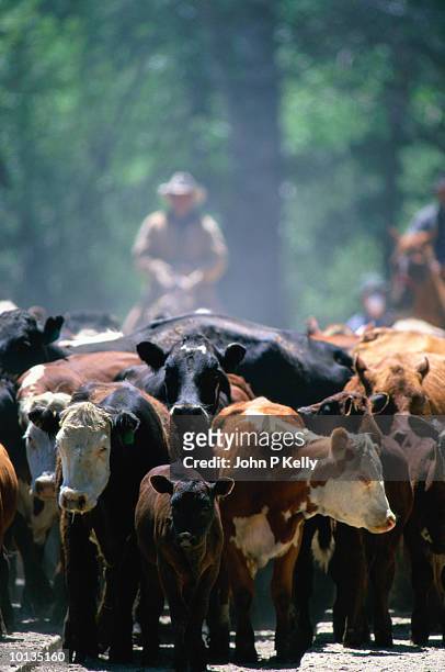 cattle drive in montana - vee drijven stockfoto's en -beelden