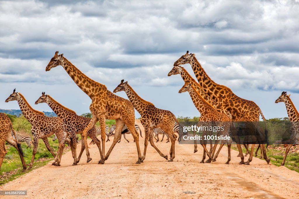 Giraffen Armee läuft bei Wild mit Zebras unter den Wolken