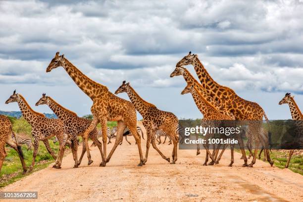 giraffes army running at wild with zebras under the clouds - picture of a giraffe stock pictures, royalty-free photos & images