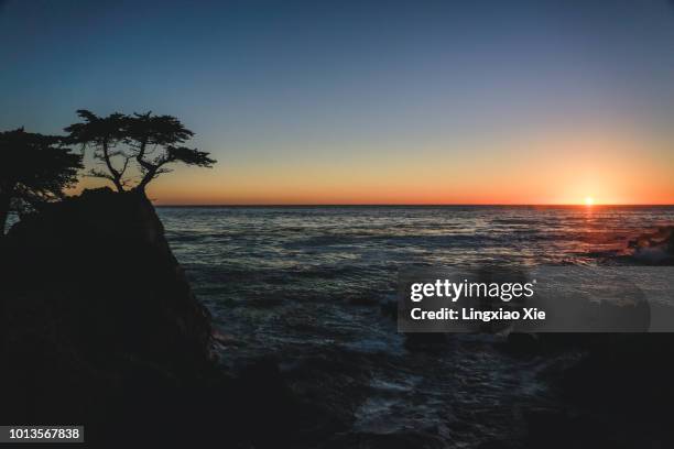 silhouette of lone cypress at sunset on the coast, 17-mile drive, monterey, california - pebble beach california stockfoto's en -beelden