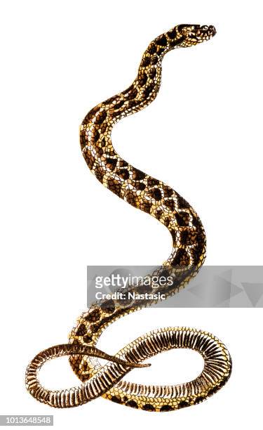 hoplocephalus is a genus of snakes in the family elapidae (cobra) - zoology stock illustrations