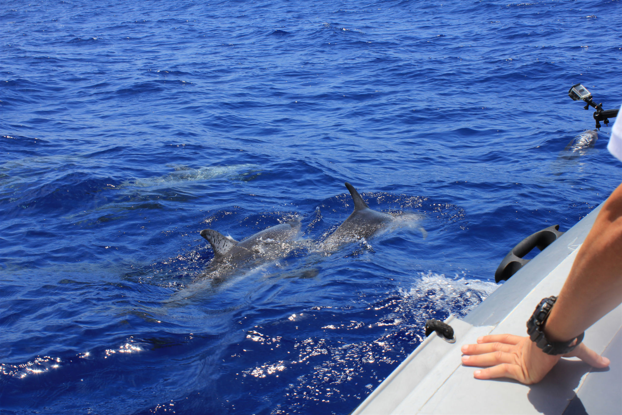 dolphin watching