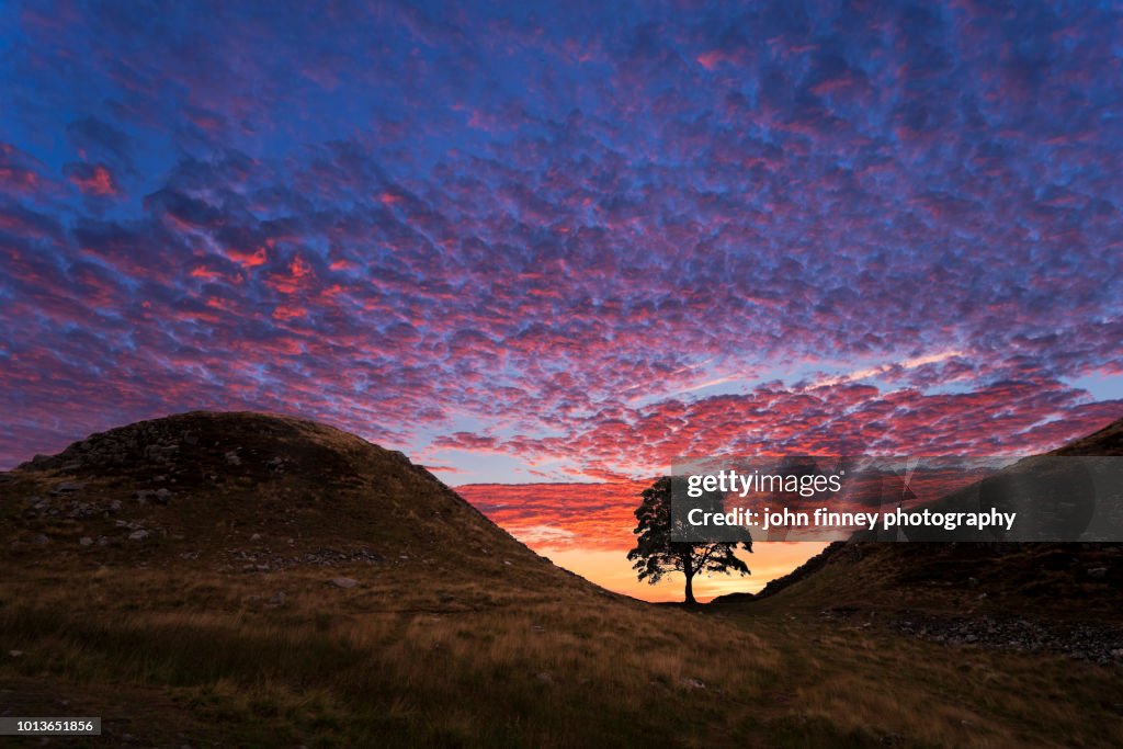 Hadrians Wall Sycamore Gap Tree. Northumberland. UK.