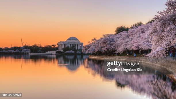 cherry blossoms at dawn with jefferson memorial reflected in tidal basin, washington dc - jefferson memorial ストックフォトと画像