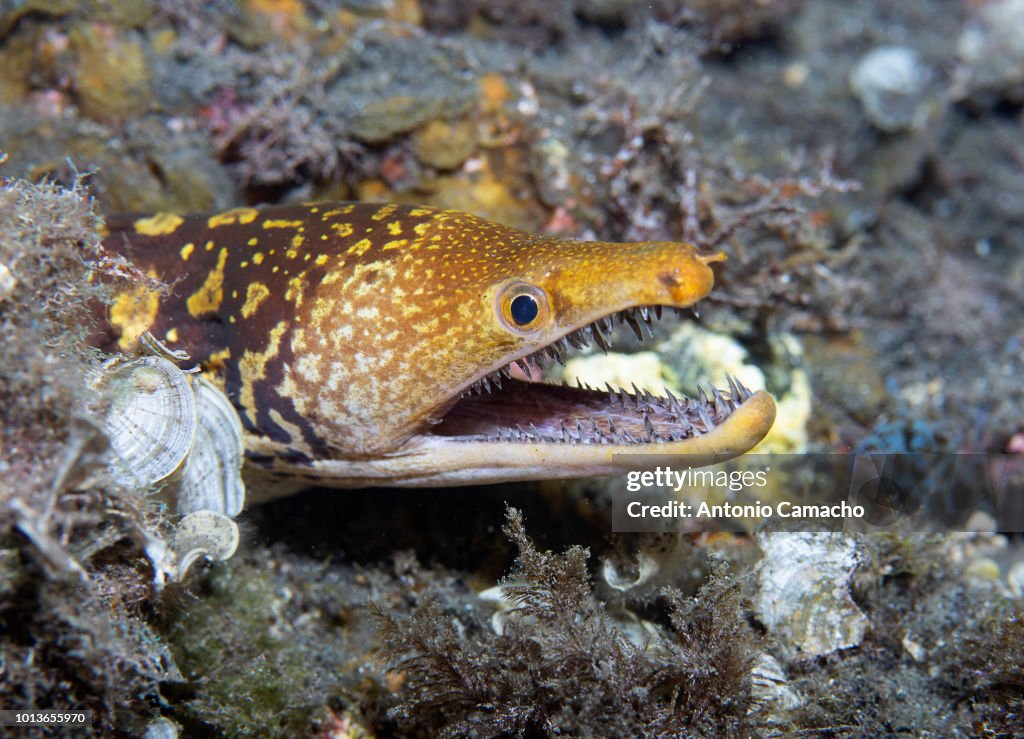 Fangtooth moray