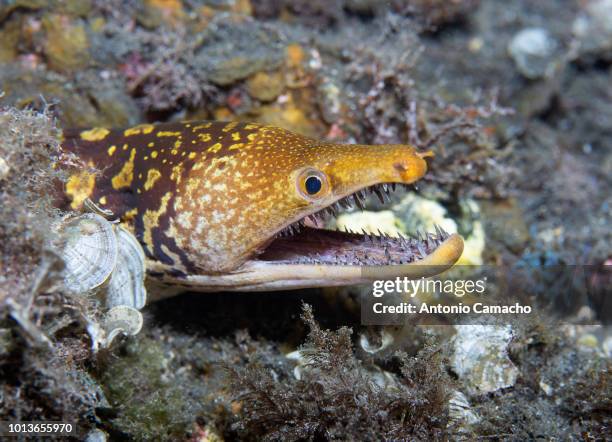 fangtooth moray - fangtooth fish stock pictures, royalty-free photos & images
