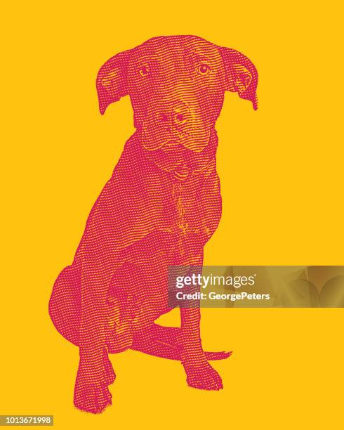 labrador retriever hund im tierheim angenommen werden in der hoffnung - labrador stock-grafiken, -clipart, -cartoons und -symbole