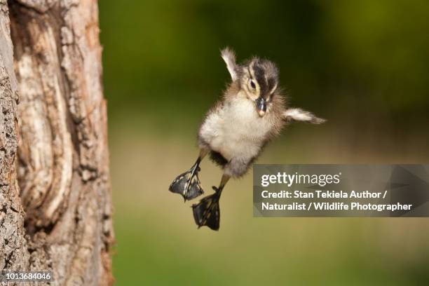 51 Duckling Jumping Stock Photos, High-Res Pictures, and Images - Getty ...