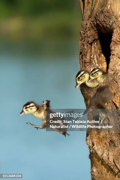 wood duck jumping from natural nest cavity - duckling stockfoto's en -beelden