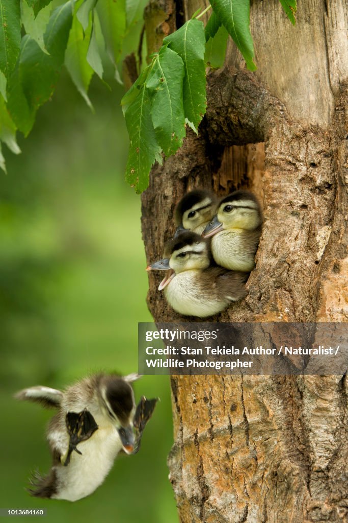 Duck In A Tree Wood Duck Ducklings Jumping