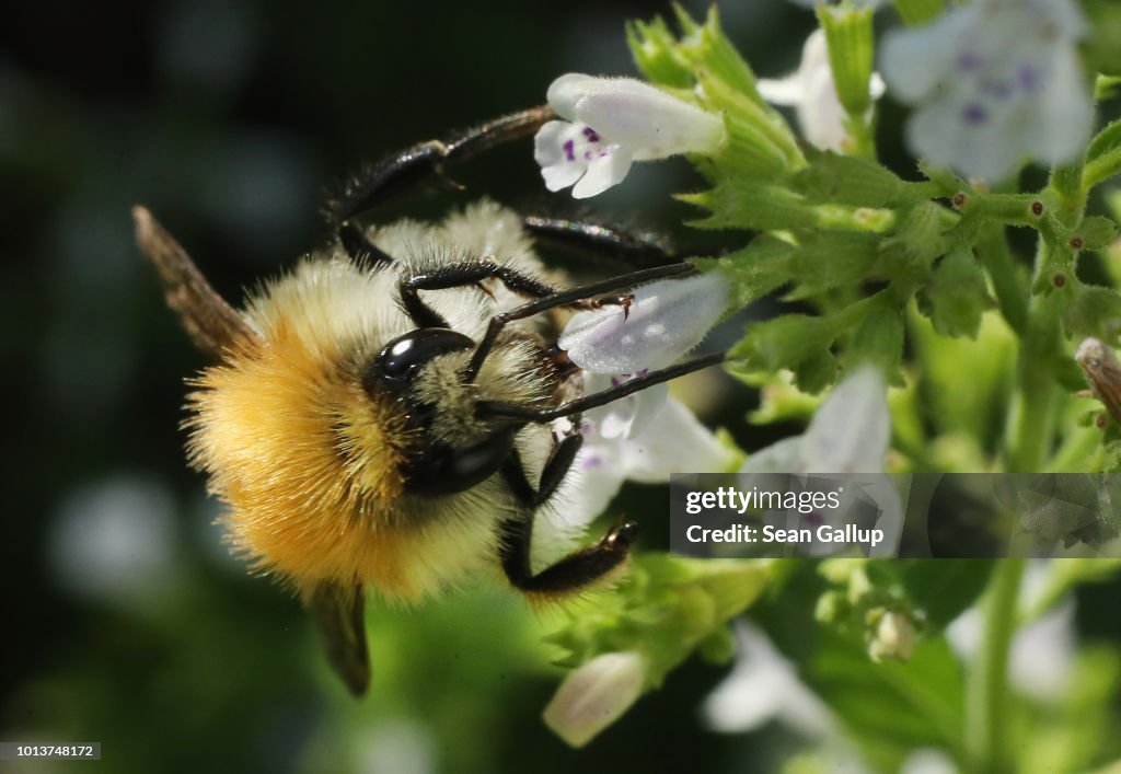 Germany Counts Its Insects