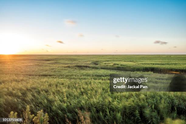 reed and wetlands at sunrise - horizon over land stockfoto's en -beelden