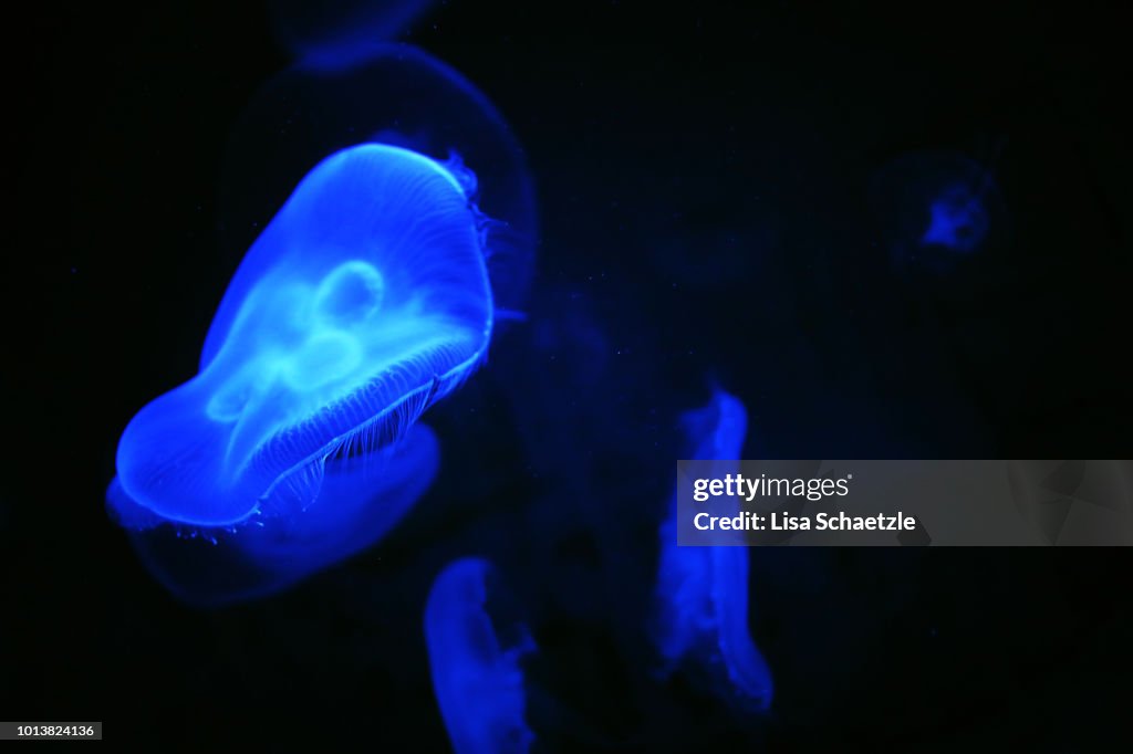 Gently moving jelly fish in glowing blue light