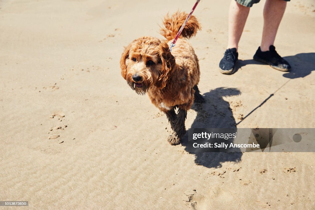 Puppy dog at the beach