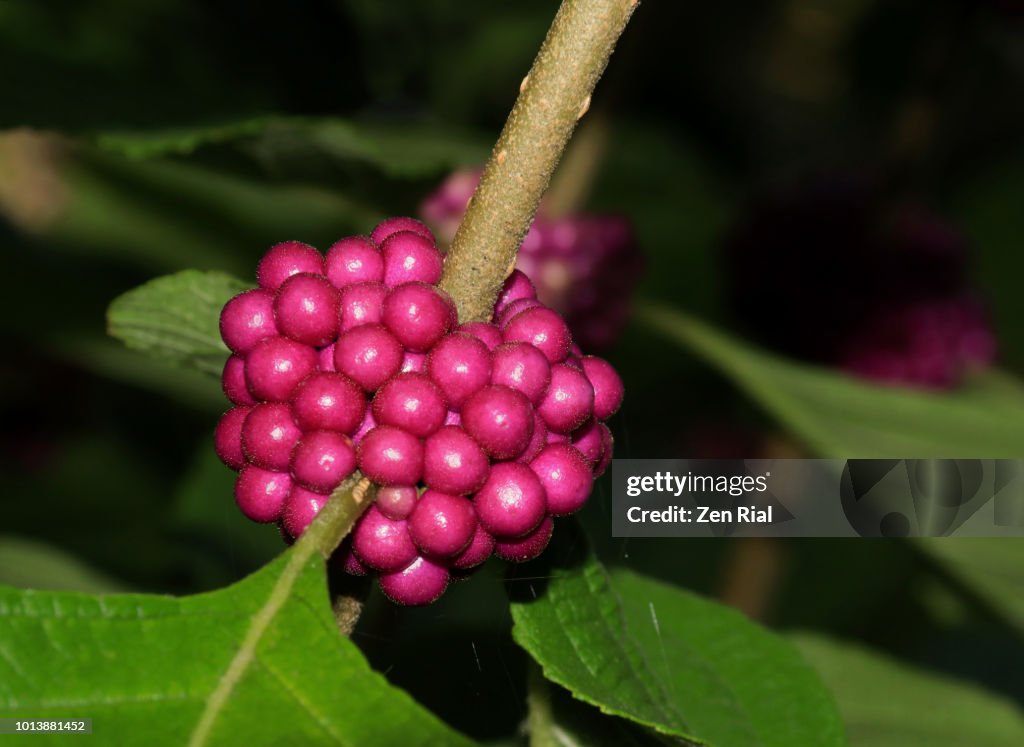 Beautyberries or callicarpa close-up on black background