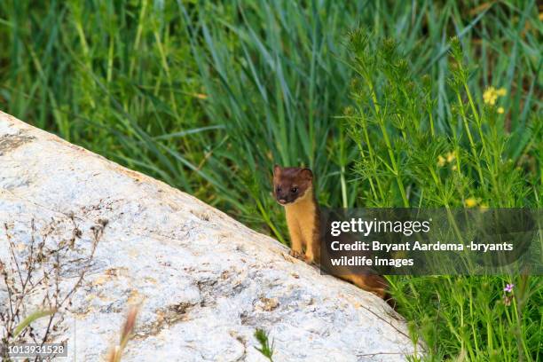 57 Weasel Hunting Stock Photos, High-Res Pictures, and Images - Getty ...