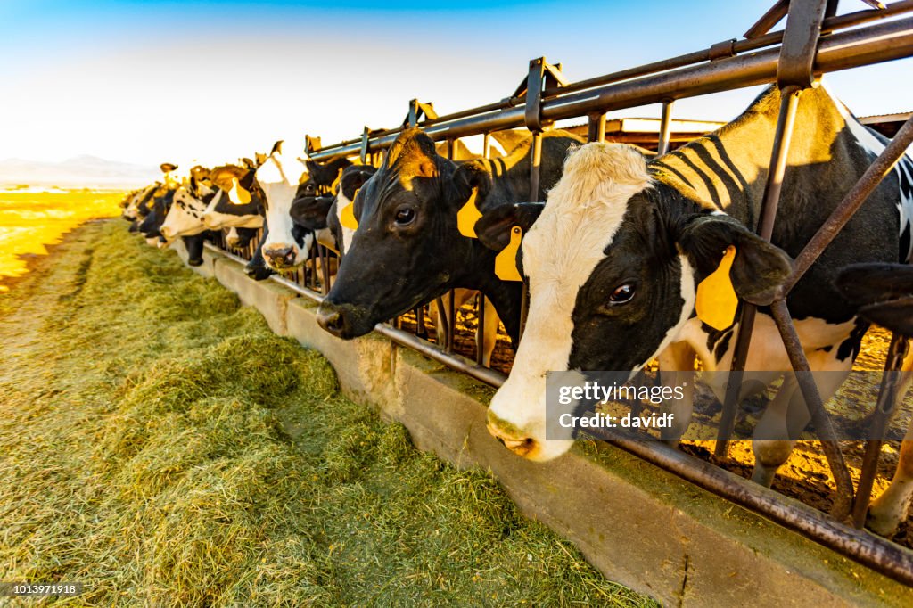 奶牛在農場喂乾草