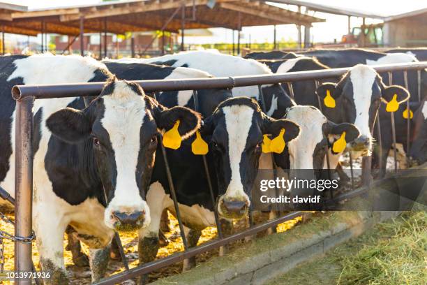 dairy cows being fed hay on a farm - dairy cattle stock pictures, royalty-free photos & images