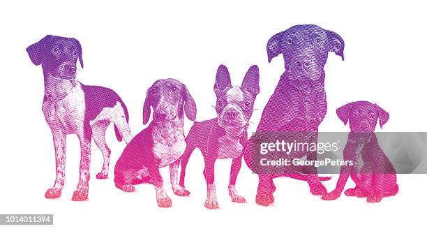 ilustraciones, imágenes clip art, dibujos animados e iconos de stock de grupo de 5 perros en albergue de animales - basset hound