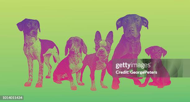 ilustraciones, imágenes clip art, dibujos animados e iconos de stock de grupo de 5 perros en albergue de animales - basset hound