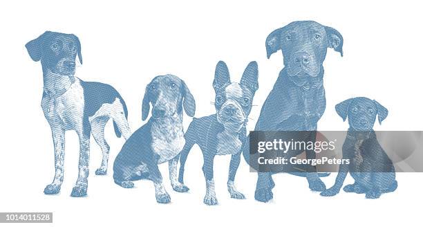 group of 5 dogs in animal shelter - basset hound stock illustrations