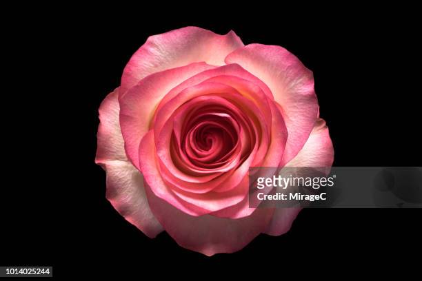 rose on black background - rose colored stock-fotos und bilder