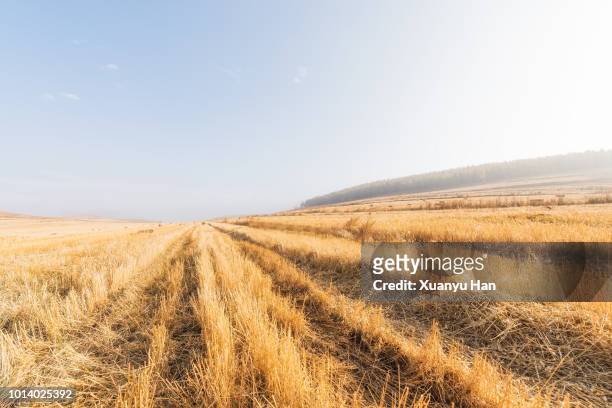 wheat field after harvest - stubble stock-fotos und bilder