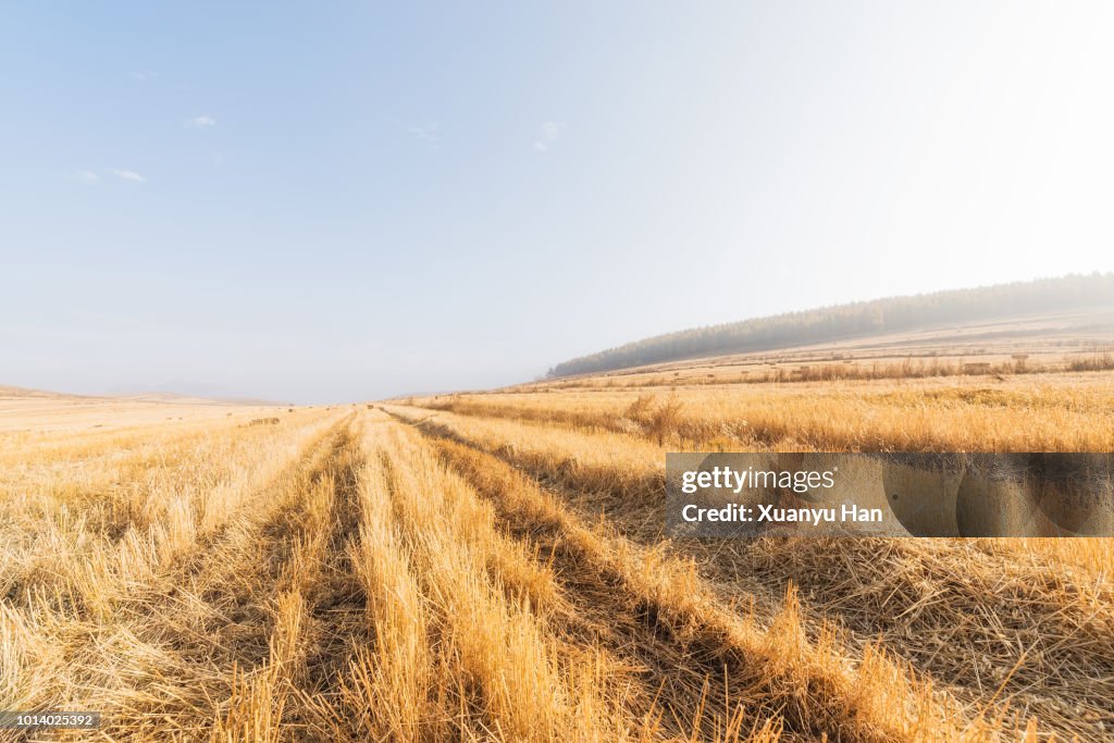 Wheat field after harvest