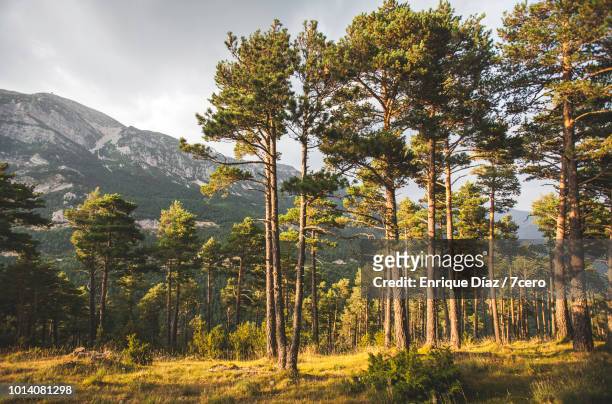 tall pines and the pyrenees in sant llorenç de morunys - pino fotografías e imágenes de stock