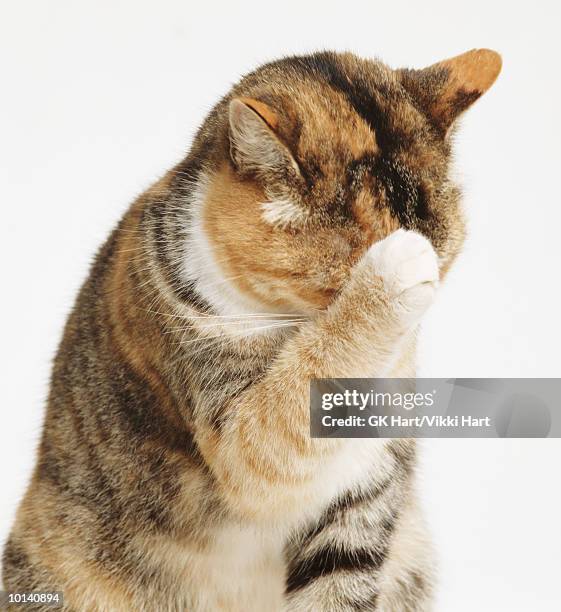 cat cleaning - embarrassment fotografías e imágenes de stock