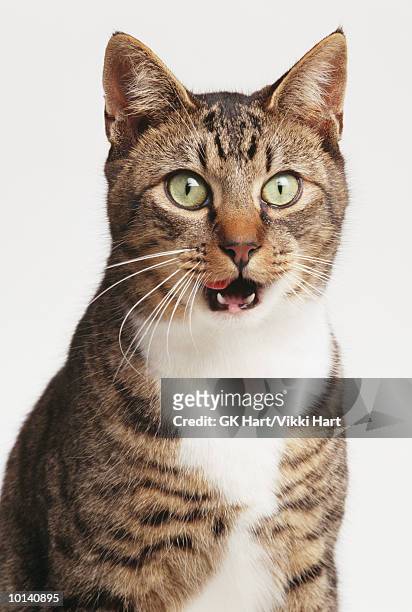 cat, mouth open - animal head stock pictures, royalty-free photos & images