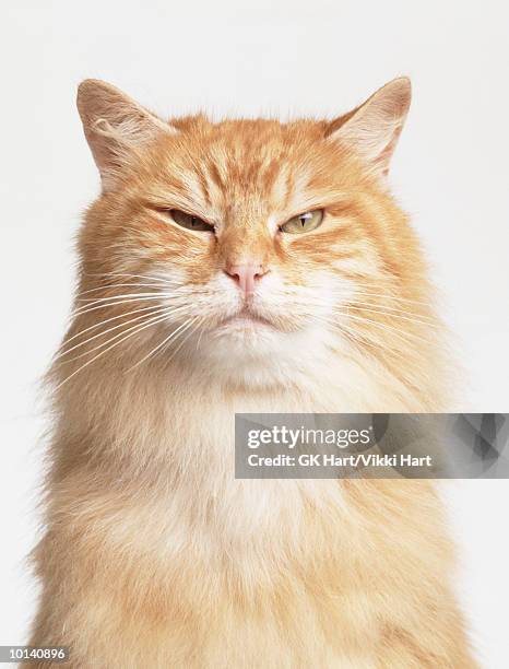 orange cat squinting - angry cat stock pictures, royalty-free photos & images