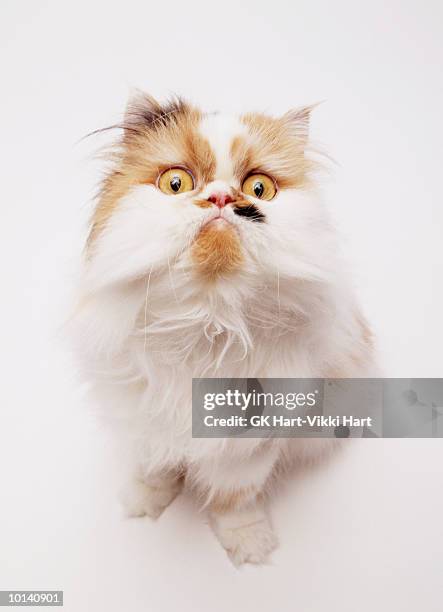 persian cat, close-up - angry cat stock pictures, royalty-free photos & images